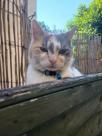 Calico cat with blue collar, peeking over a fence, only head visible, she sports a stern expression; bamboo fencing in the background