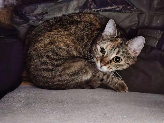 Katze Lilly liegt zusammengerollt in ihrem geschützten Versteck hinter dem Sofa auf einer mit Stoff umhüllten Gitarre. Sie schaut mit großen, aufmerksamen Augen direkt in die Kamera.
