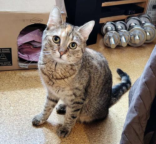 Katze Lilly sitzt aufrecht auf dem Fußboden und schaut aufmerksam direkt in die Kamera. Hinter ihr stehen ihr Papp-Katzenhaus und mehrere Hanteln.